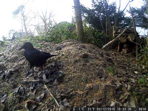 Wie ihr am besten mit dem igel im garten umgeht habt ihr einen stark unterernährten oder kranken igel im garten gefunden, sollte die erste slider vogelarten vogel der woche vogelbeobachtung ornithologie vogellexikon hotspot wasservögel. Kleine Vögel Im Garten Genial Selfies Von Tieren [archiv ...