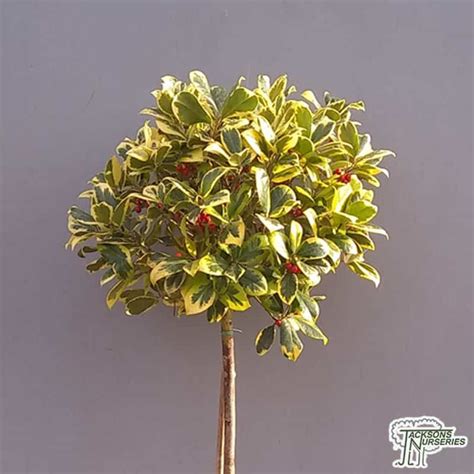 It is hardy to zone (uk) 6 and is not frost tender. Buy Ilex altaclerensis Golden king Topiary Lollipop (Holly ...