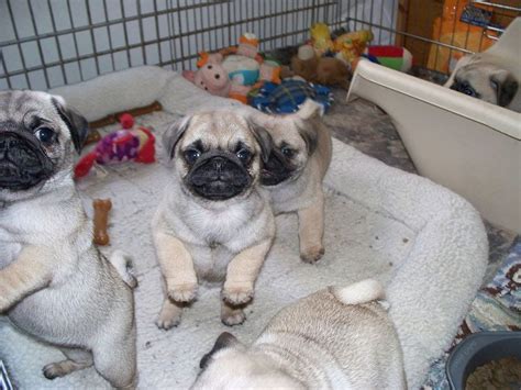The pug price can vary greatly. Pug dog price range & Pug puppies cost. How much are pug ...