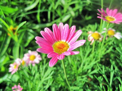 Shop over 700,000 unique canvas wall art prints. Pink Daisy Flower Free Stock Photo - Public Domain Pictures