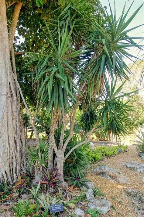 24 Different Types Of Yucca Plant Varieties Balcony Garden Web
