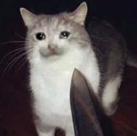 Cat meme grumpy desktop hd wallpapers backgrounds 4k 1080p galaxy background minimalism uhd wallpapersafari px pc cool title. threaten | Crying Cat | Know Your Meme