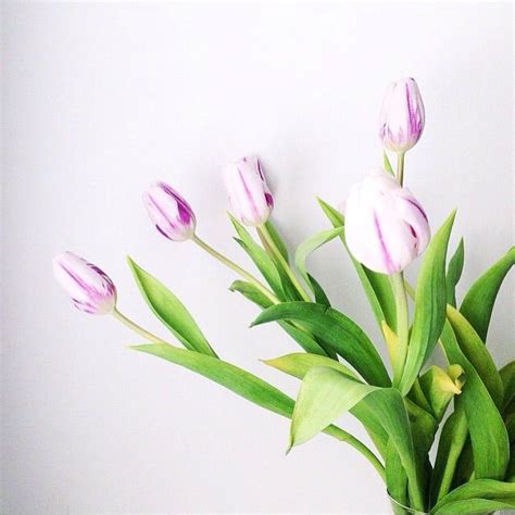 Birds Of Prey — Four Fine Lives Flowers Birds Tulips