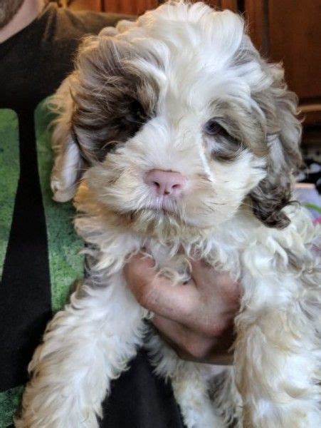 You can search the world and not find a sweeter puppy than me. Cocker Spaniel and Poodle mixed Dog for Adoption in Dayton ...