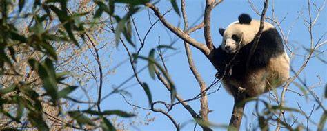 Giant Panda,China’s National Treasure