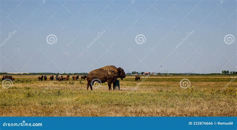 The Steppe Bison Arid During The Day Stock Photo Image Of Cattle