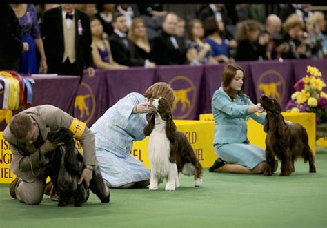 American Kennel Club Adds 4 New Dog Breeds