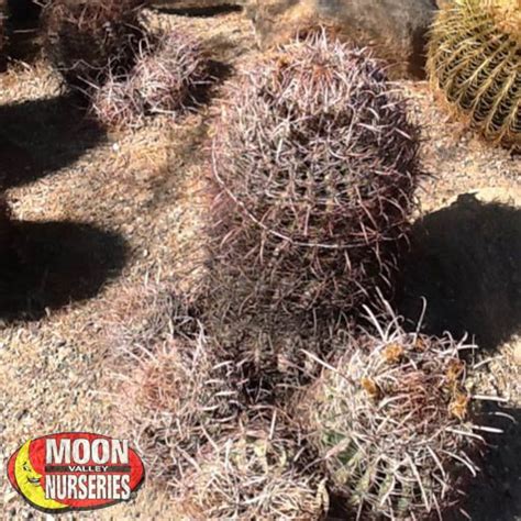 Learn about nature these pictures of this page are baby fish hook barrel cactus from seed. Fishhook Barrel Cactus | Cacti Agave and More | Moon ...