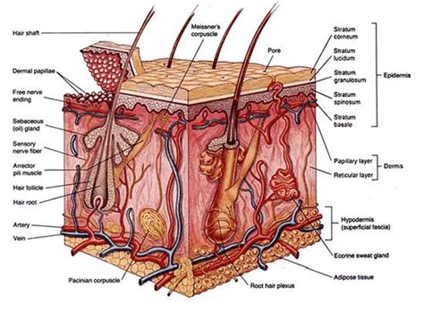 Check spelling or type a new query. Flashcards - Integumentary System - Dermal Papillae ...