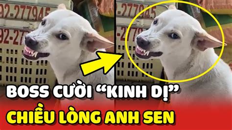 Chú Chó Trắng Nở Nụ Cười Kinh DỊ để ChiỀu LÒng Sen 😂 Yêu Lu Youtube