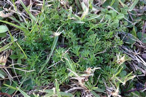 10 Common Lawn Weeds Can You Guess Them All Lawn Solutions Australia