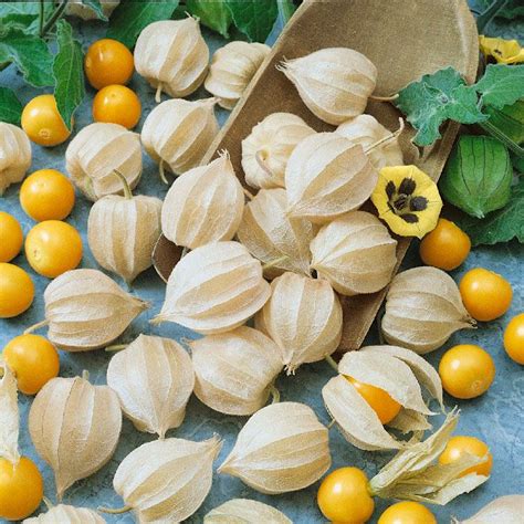 This list includes cherry and black. Tomatillo Seeds - Ground Cherry, Vegetable Seeds in 2020 ...