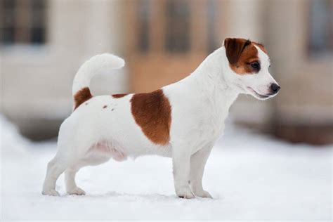 49 Jack Russel Boston Terrier Mix Photo Bleumoonproductions