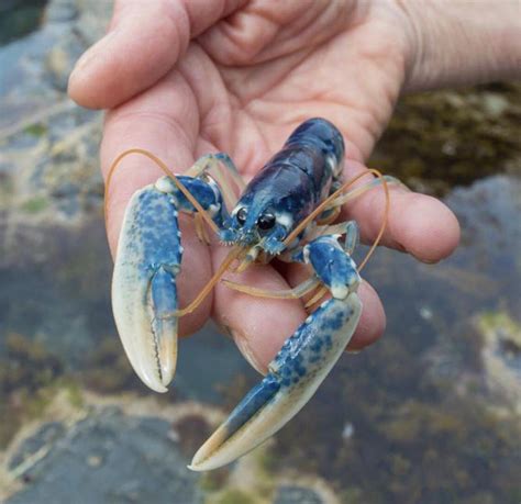 Rare Juvenile Blue Lobster Found In A Tidal Pool Rbeamazed