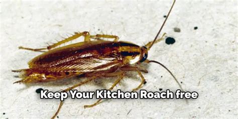 How To Get Rid Of Roaches In Kitchen Cabinets 8 Ways 2024