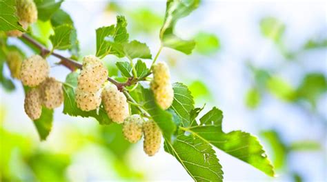 Mulberry, which was founded in england in 1971 by accessories buyer roger saul, has had an extensive rebranding effort under way since 2000. Organic White Mulberries