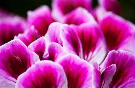 Flower jpg flowers high definition picture petals beautiful green leaves background high definition pictures gifts tulips ribbons beautiful flower colorful leaves fickleness fresh purple close up blessings bouquet postcards dew spring bouquets artificial flowers white butterflies flower petals butterfly flower. 60 Beautiful Flower Pictures | Incredible Snaps