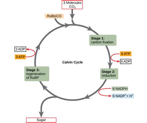 The Calvin Cycle Biology I