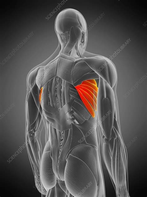 Serratus Anterior Muscle Illustration Stock Image F Science Photo Library