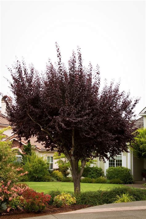 10 small landscaping trees that require little growing space. Eight great small trees for landscaping small spaces