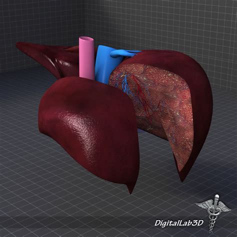 Liver Anatomy 3d Model Cgtrader