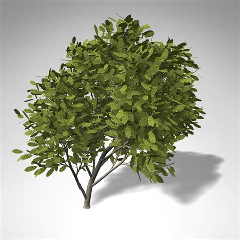 3d Model Xfrogplants Cherry Laurel Tree