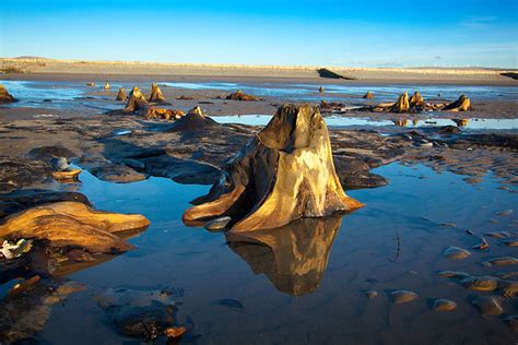 Tree Stumps On Beach Submerged Forest Borth Photo © Crown Copyright