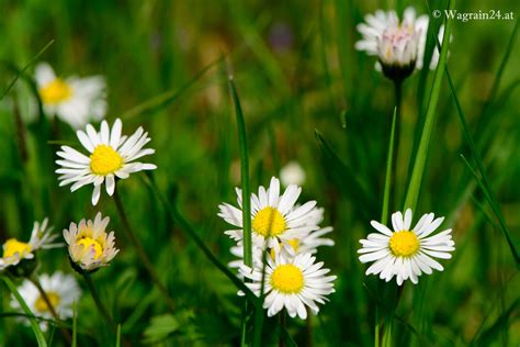 Kleine Margeriten im Frühling - Frühlingimpressionen 2020 ...