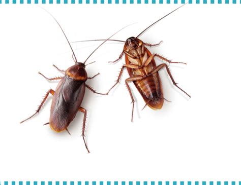 Top Notch Cockroach Control Service Provider In Dubai We Offer Remarkable Roaches Extermination