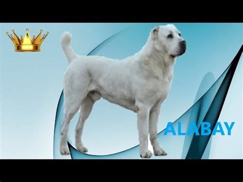 Alabay köpekleri, güçlü ve zeki yapısıyla diğer köpek ırklarından farklı olan kangal köpeklerinin atasıdır. Alabay ( Alabai ) Çoban Köpeği Özellikleri Nelerdir ...