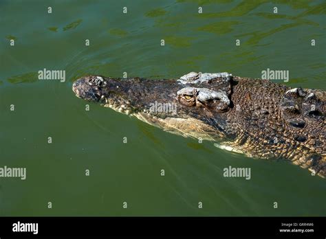 Saltwater Crocodile Swimming Stock Photo Alamy