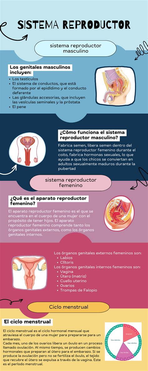 Infografía Sistema Reproductor Sistema Reproductor Masculino Sistema