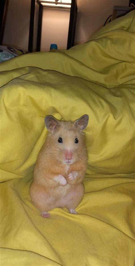 Took This Adorable Picture Of My Hamster Peach Last Night Hamster