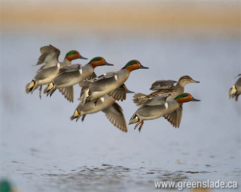 Green Winged Teal Flock Duck Hunting Goose Hunting Duck Pictures