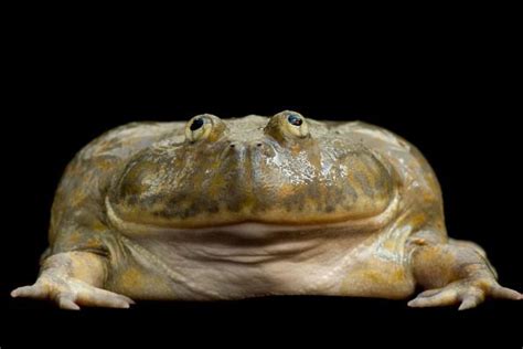 Budgetts Frog Lepidobatrachus Laevis At The National Aquarium In