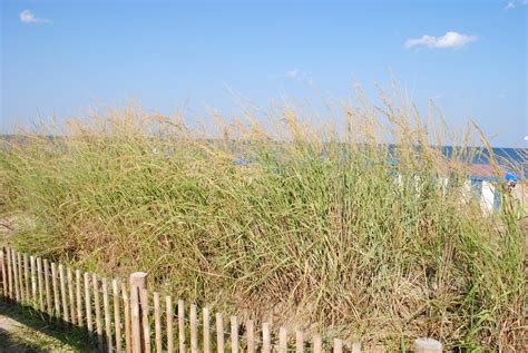 Photo Of The Habitat View Of American Beachgrass Ammophila