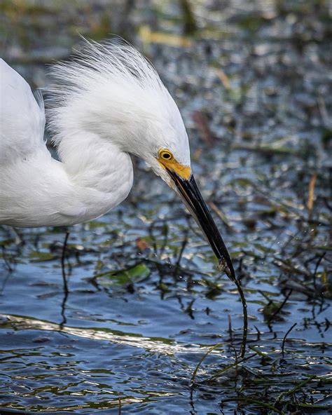 Wading Birds Egrets Photograph By George Capaz Fine Art America
