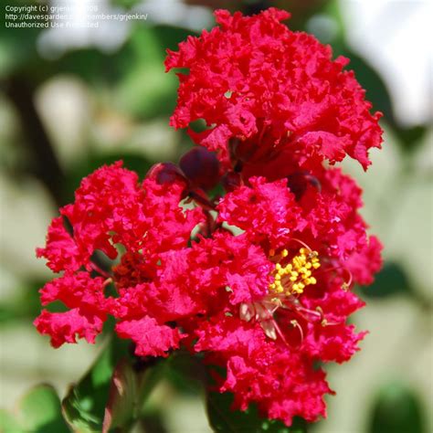 Like all crepe myrtles, 'pocomoke' is a deciduous shrub which drops its foliage each autumn. PlantFiles Pictures: Lagerstroemia, Crape Myrtle, Crepe ...