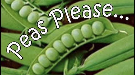 Little Marvel Peas—planting Plan Youtube