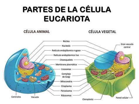 Tipos De Células Y Sus Partes Con Imágenes