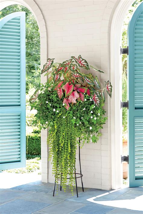 Shade Loving Combo Containergardenideas Fall Container