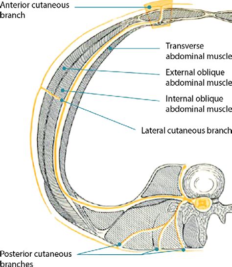 Figure 1 From Anatomy Of Abdominal Anterior Cutaneous Intercostal