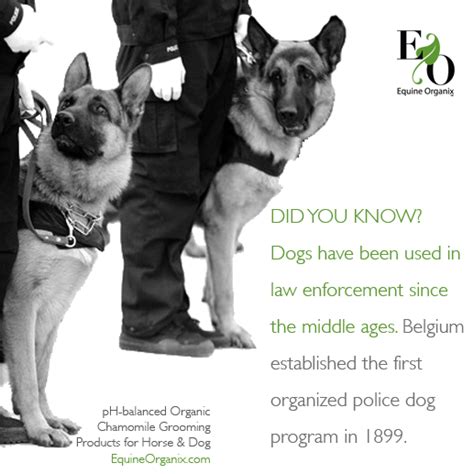 Police Dogs German Shepherd Dogs Used In Law Enforcement Fun Facts