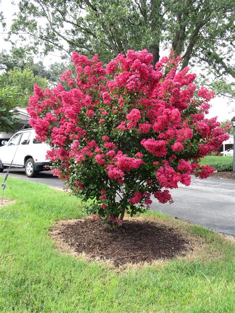 The lone star state is the second largest state in the nation, after alaska. "Red Sells": Red Flowering Crape Myrtles | What Grows ...