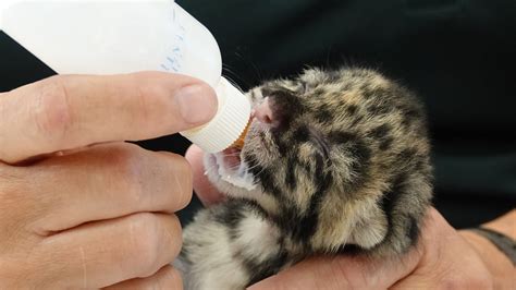 Endangered Clouded Leopard Kittens Born At Naples Zoo