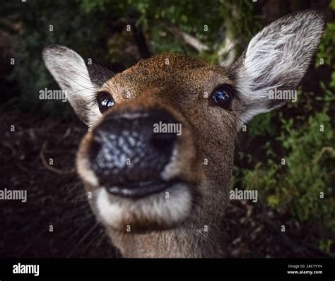 Close Up On A Funny Deer Face In Nara Japan Stock Photo Alamy