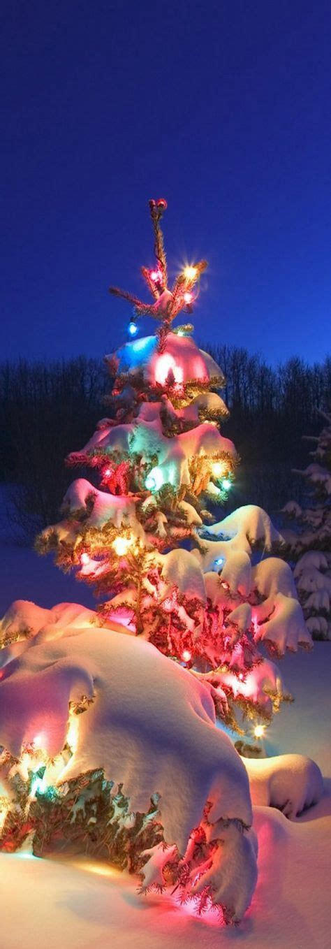 Loading Beautiful Christmas Trees Snow Covered Christmas Trees