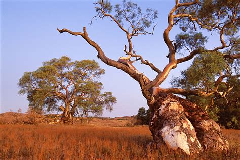 High Quality Stock Photos Of River Red Gum Tree