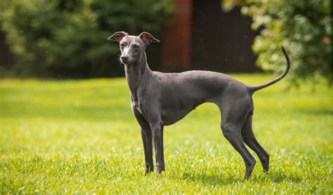 Italian Greyhound Breed Facts And Information Petcoach