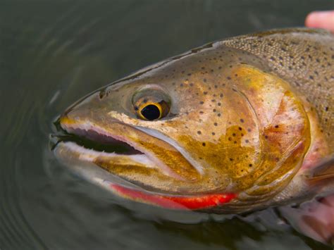 Jackson Hole Fly Fishing Chronicles Scott Smith June 2010